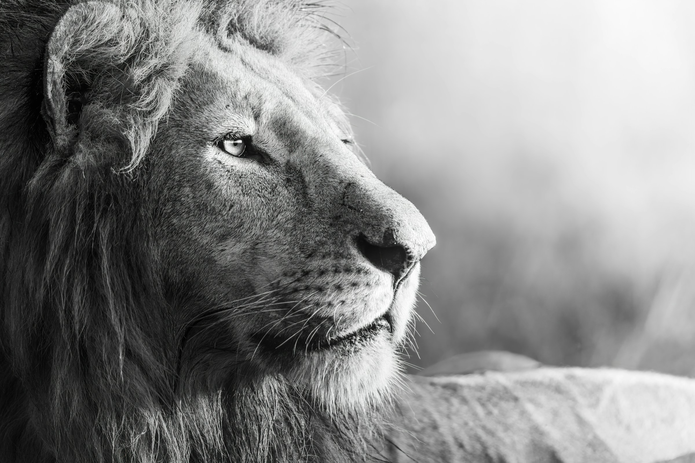 Black and white photo of a lion